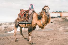 Camel